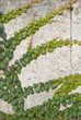 Climbing Vines of Ivy