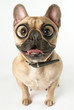 Foto: chien bouledogue français avec des lunettes chien bouledogue français avec des lunettes