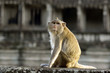 Rhesusaffe in Angkor Wat / Kambodcha