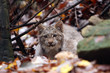 Baby Canada Lynx