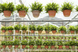 agriculture nusery farm, with pots hanging