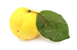 Quince yellow with green leaf