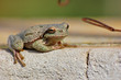 hyla sarda