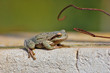 hyla sarda