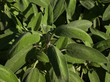 Salvia