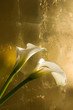 Blumen, Calla ( Zantedeschien ) vor Blattgold