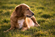 Foto: Portrait of a dog laying in the grass Portrait of a dog laying in the grass