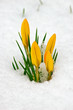 Krokusse im Schnee