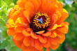 Flora Fly