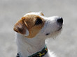 Hund - Tier - dog - animal