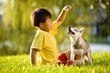 Young Asian boy playing with Alaskan Klee Kai puppy on grass Young Asian boy playing with Alaskan Klee Kai puppy on grass