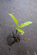 Growing green sprout in asphalt