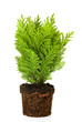 Thuja in a pot