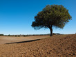 L'albero