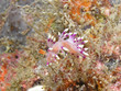 True Sea Slug- Flabellina Exoptata