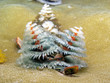 Christmas Tree Worms