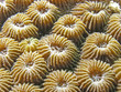 Sea anemone