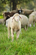 landwirtschaft
