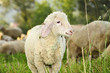 landwirtschaft