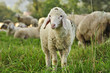 landwirtschaft