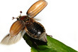 may-bug (Melolontha vulgaris)