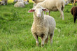 landwirtschaft