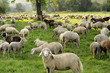 landwirtschaft