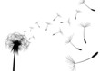 Blow Dandelion. Vector Blow Dandelion. Vector