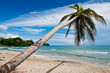 Palm trees on the beach near with blue sky Palm trees on the beach near with blue sky