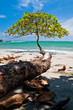 Tree growing towards the sea Tree growing towards the sea