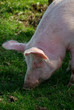 Cochon