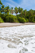 Palm trees on the beach near with blue sky Palm trees on the beach near with blue sky