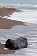 Piece of wood on the tropical beach Piece of wood on the tropical beach