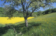 Frühling