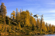 Foto: Helicopter im Herbst Helicopter im Herbst