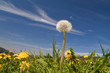 Pusteblume