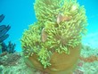 Pink clownfish (amphiprion perideraion)