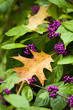 Fall Leaves