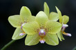 orchidee