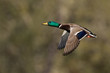 Drake Mallard In Flight
