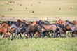 A herd of young horses