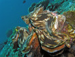 Underwater living coral plant in south east asia