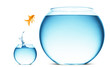 goldfish jumping out of the water goldfish jumping out of the water
