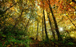foret d'automne foret d'automne