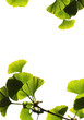 ginkgo biloba leaves ginkgo biloba leaves