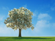 Money tree growing in the middle of a meadow Money tree growing in the middle of a meadow