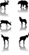 Set of mountain animals Set of mountain animals