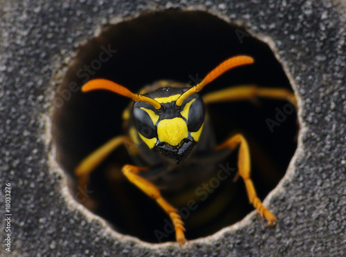 Foto: Wespen Kopf Wespen Kopf
