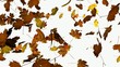 Herbs, fallende Blätter mit alpha kanal, 1080