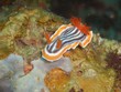 Nudibranch (Chromodoris magnifica)